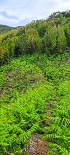 Plants: image 30 Of 208 Thumb